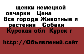 щенки немецкой овчарки › Цена ­ 15 000 - Все города Животные и растения » Собаки   . Курская обл.,Курск г.